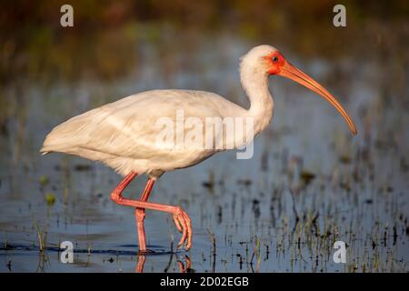 American white ibis (Eudocimus albus), Florida Stock Photo