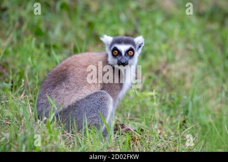 Ring-tailed lemur in the grass (Lemur catta), Anja Reserve, Madagascar Stock Photo