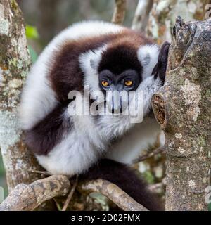 Black-and-white ruffed lemur (Varecia variegata), Andasibe Reserve, Madagascar Stock Photo