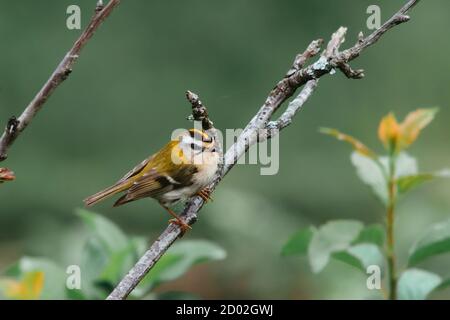 A firecrest poses on the branch of a cherry tree. Stock Photo