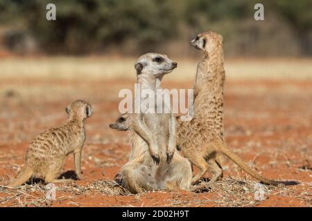 Meerkat family (Suricata suricatta), Kalahari desert, Namibia Stock Photo