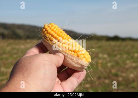 Sweetcorn on the cob held up in hand against field, outdoor cobs left on field floor after harvest crops cut down, Surrey, UK, September 2020