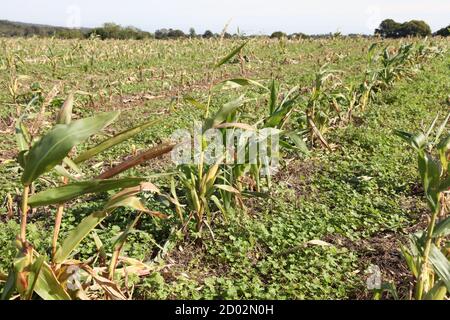 Corn field, Sweet corn also called sweetcorn, sugar corn and pole corn, plants remain standing in Surrey field after harvest, September 2020 Stock Photo