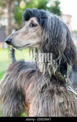 Afghan Hound, dog distinguished by its thick, fine, silky coat Stock Photo