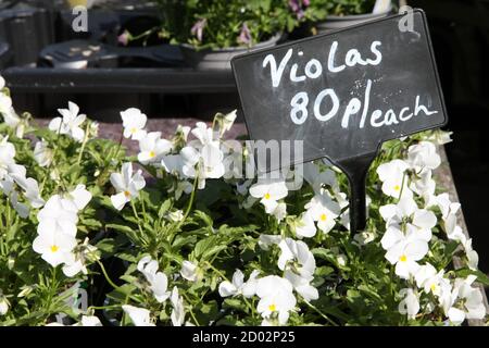Flowers, White Violas (Violaceae) in pots for sale at garden centre 80p each, pot plants, potted flowers, Surrey, UK Stock Photo