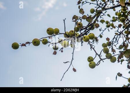 Crab apples growing wild on a tree Stock Photo
