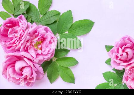 Wild rose flowers corner arrangement isolated on white.Flowers composition. Border made of pink flowers ,Flat lay, top view. Fresh roses. Greeting Stock Photo