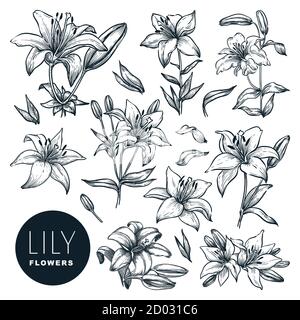 Lily beautiful blooming flowers set, isolated on white background. Vector hand drawn sketch illustration. Spring or summer plants and floral nature de Stock Vector