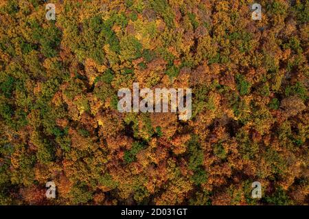 Aerial view of autumn forest. High quality photo Stock Photo