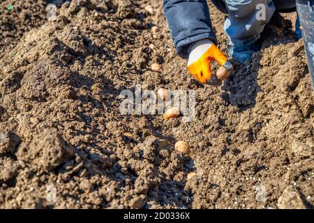 Hand planting potato tuber in the ground. Planting potatoes in spring. Stock Photo