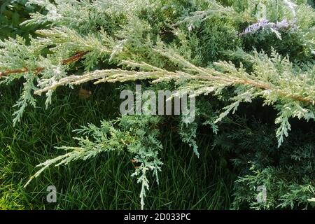 Green branches of cypress close up, macro Stock Photo