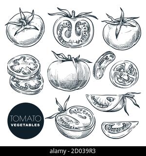 Farm fresh tomato, isolated on white background. Sketch vegetables vector illustration. Sliced salad veggie ingredient. Hand drawn agriculture harvest Stock Vector