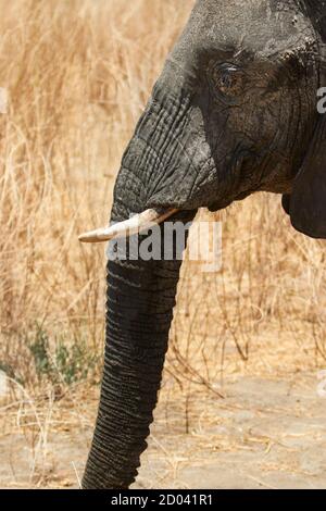 Portrait of an elephant in the Tarangire National Park, Tanzania, Africa.