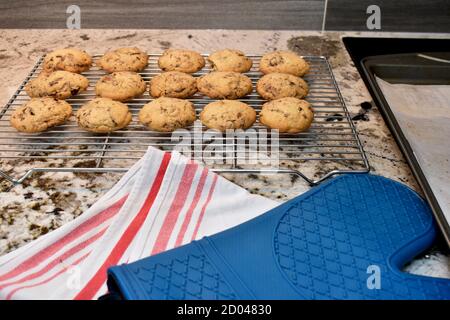 Homemade chocolate chip cookies freshly baked and warm from the oven ready to eat as delicious tasty gourmet snack Stock Photo