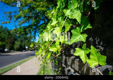 An Ivy Plant Growing on a Cobblestone Wall Next to a Suburban Road Stock Photo