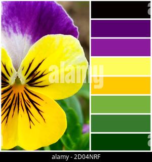 Violet flower close-up. The color palette coming from the image corresponds to the shades of autumn. Stock Photo