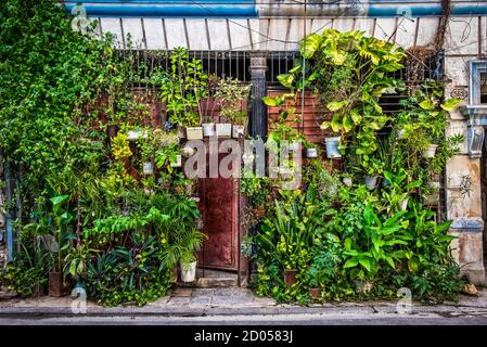 Havana, Cuba, July 2019, close up of a wall by the front door decorated with plants in pots or suspended in the old part of the city Stock Photo