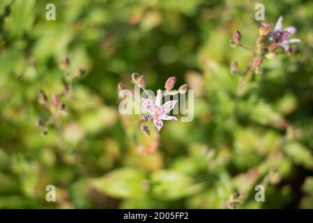 Japanese Toad Lily Orchid Tricyrtis Hirta Petite Small Fowers Stems Tall Speckled Purple White Flowers Flower with Green Nature Leaves Wild Stock Photo