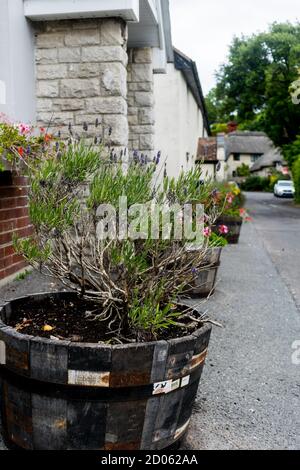 Close view of rustic wooden plant pot with growing up lavender plant by the house, nice front porch solution popular in UK Stock Photo