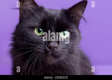 Halloween cat with white decorative pumpkins against the purple background. Portrait of a beautiful fluffy black cat.