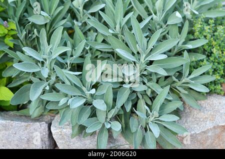 Salvia officinalis or common sage - perennial subshrub, used in medicinal and culinary. Bush of aromatic sage growing outdoors in the garden. Stock Photo