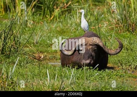 An African Buffalo or Cape Buffalo (Syncerus Caffer) in a pond near Lake Manyara with a Great Egret (Ardea Alba) on the shoulders. Tanzania, Africa. Stock Photo