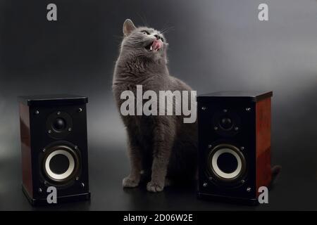 gray cat with open mouth singing with two stereo audio speakers Stock Photo