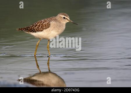 Wood Sandpiper (Tringa glareola), N.T. Hong Kong 15th Oct 2014 Stock Photo