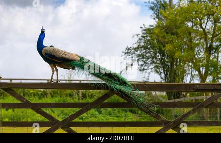 Male Peacock displaying Multicoloured, blue, green, gold, Feathers while peached on wooden five bar gate eyeline view Stock Photo