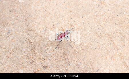 A Beautiful Crimson and White Big Sand Tiger Beetle (Cicindela formosa) on the Sandy Ground in Eastern Colorado Stock Photo