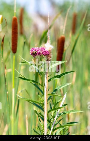 A Native Brown-belted Bumblebee (Bombus Cullumanobombus griseocollis) Collecting Pollen on a Canada Thistle Plant in Colorado Stock Photo