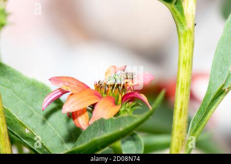 A Striped Sweat Bee in the Genus Agapostemon with Huge Green Eyes Seeking Pollen on a Beautiful Orange & Purple Flower in Colorado Stock Photo