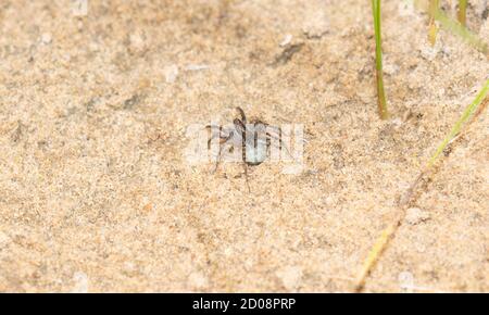 A Female Wolf Spider in the Family Lycosidae Guards her Egg Sac within her Back Legs Attached to her Spinnerets Stock Photo