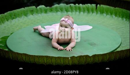 Seven And A Half Month Old Tanisha Overbeeke Smiles While Resting On Top Of A Leaf Of The Victoria Amazonica At The Rotterdam Blijdorp Zoo September 1 10 Children Could Be Photographed On Top Of The Seven And A Half Month Old Tanisha Overbeeke Smiles While Resting On Top Of A Leaf Of The Victoria Amazonica At The Rotterdam Blijdorp Zoo September 1 10 Children Could Be Photographed On Top Of The