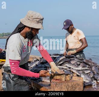 ED-Negombo, Sri Lanka - 2019-03-22 - Fish drying beach at Negombo Sri Lanka. Stock Photo