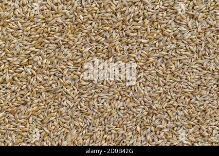 Unprocessed barley grains in husk, in large quantities. Stock Photo