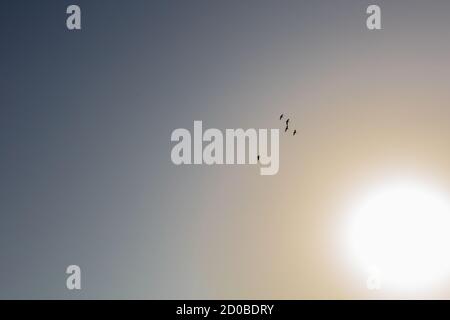 A flock of flying birds in the sky against the background of the sun. High quality photo Stock Photo
