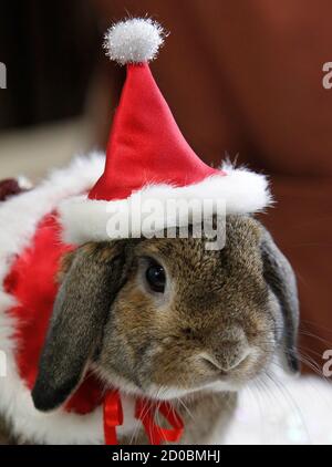 rabbit santa costume