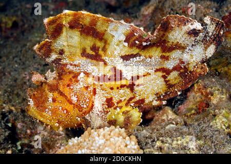 Leaf Scorpionfish, Taenianotus triacanthus, yellow, white and brown variation. Also known as a Paperfish and Paper Scorpionfish. Tulamben, Bali Stock Photo