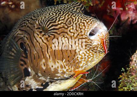 Map puffer, Arothron mappa, being cleaned by white striped cleaner shrimp, Lysmata amboinensis. Tulamben, Bali, Indonesia. Bali Sea, Indian Ocean Stock Photo