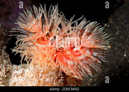 Magnificent Tube Worm, Protula bispiralis, previously Protula magnifica.Tulamben, Bali, Indonesia. Bali Sea, Indian Ocean Stock Photo