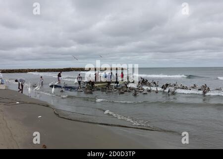 Cartagena, Bolívar/ Colombia; 09/30/2020: Fisher bringing the nets in at Bocagrande beach. Men working in artisanal fishing followed by pelican 2020 Stock Photo