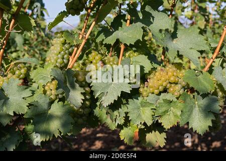 Beautiful picture of vineyards of Ciumbrud, Romania Stock Photo - Alamy