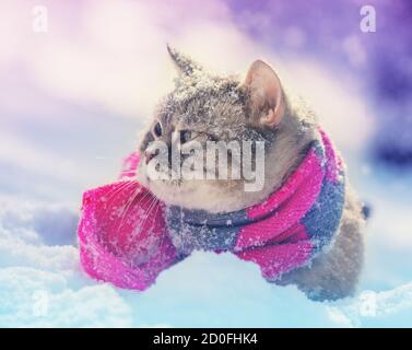 Siamese cat wearing a knitted scarf sitting in the snow Stock Photo