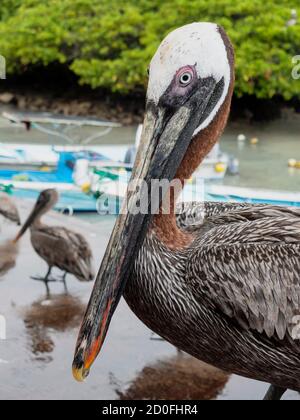 Closeup of Brown Pelican Standing on Beach. Stock Photo
