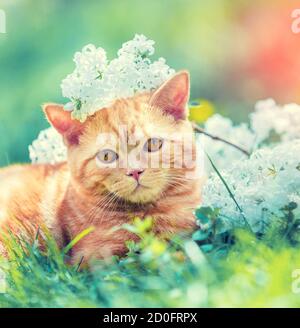 Cat outdoors in spring. Cute ginger cat relaxing on the grass with white lilac flowers Stock Photo