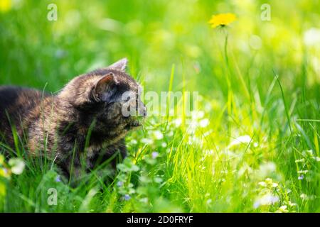 Funny little tortoiseshell kitten lies on the grass in the spring garden Stock Photo