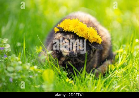 Funny little tortoiseshell kitten in a wreath of dandelion flowers lies on the grass Stock Photo