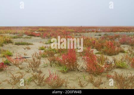 Saltmarsh on coast of Dutch island Schiermonnikoog in fall, field of salt tolerant vegetation, mainly Herbaceous seepweed and Glasswort, coloring red Stock Photo
