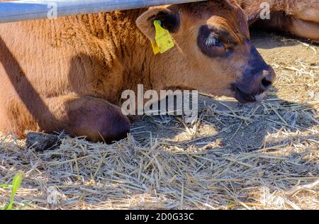 Light brown cow with an ear tag lies down in the hot sun in a pen. Some hay on the ground. Pinner Park Farm, Pinner, Greater London Stock Photo